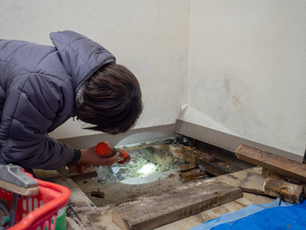 Best Mold Odor Removal Services  in Baileyton, AL