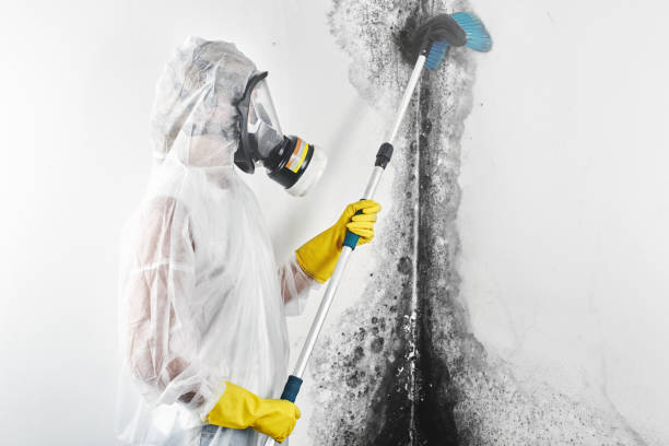 Best Mold Prevention Services  in Baileyton, AL